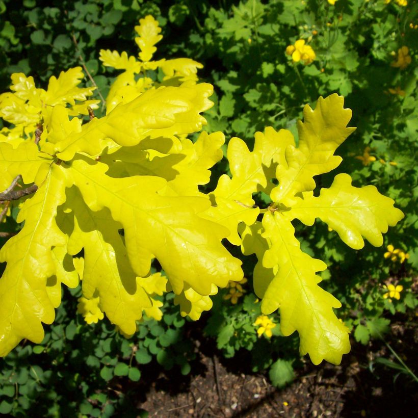Quercus robur Concordia - Farnia (Fogliame)