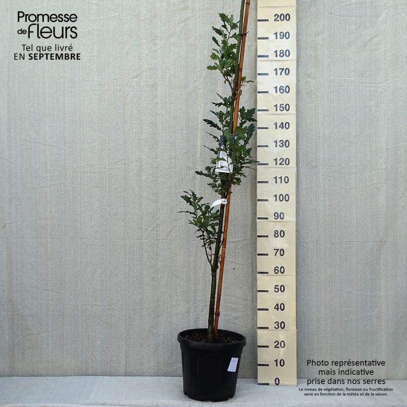 Esemplare di Quercus robur Fastigiata Koster - Farnia Vaso da 20L/25L consegnato in estate