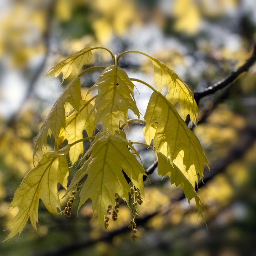 Quercus rubra Aurea - Quercia rossa (Fogliame)