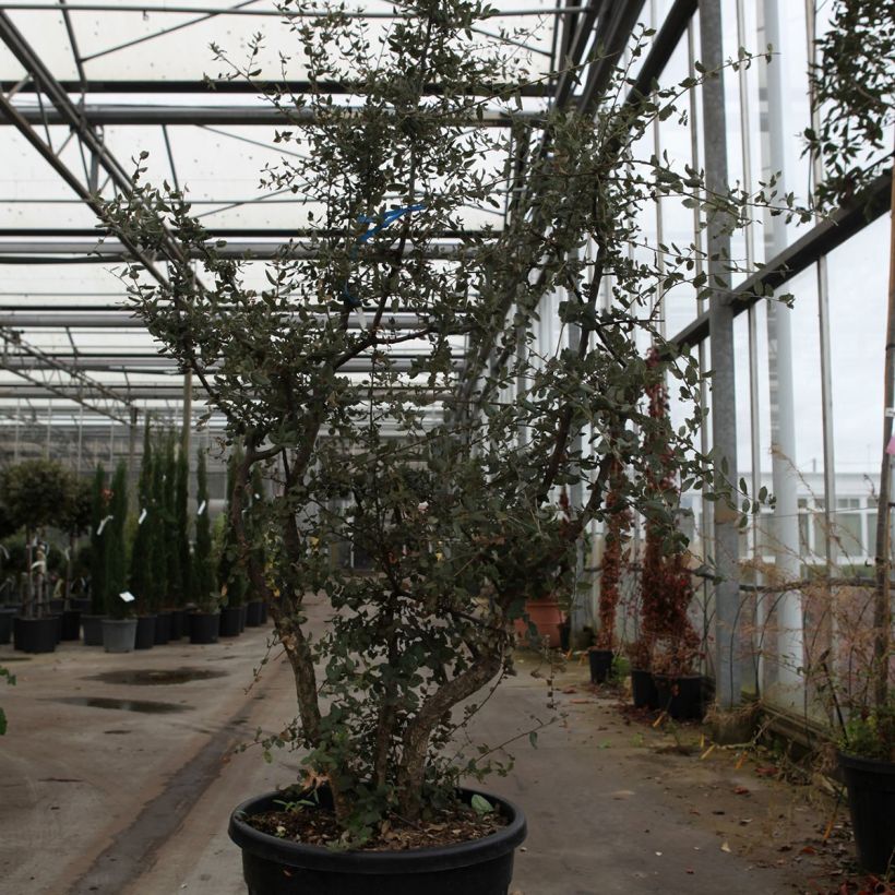 Quercus suber - Quercia da sughero Vaso da 70L/75L esemplare consegnato in primavera