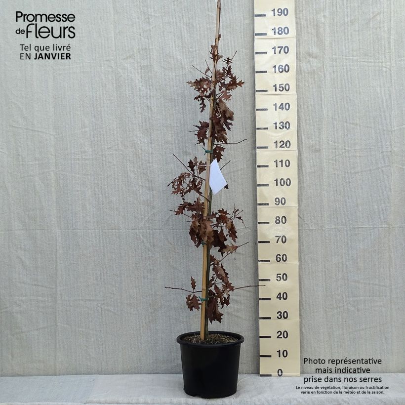 Quercus texana New Madrid - Quercia Vaso da 7,5L/10L esemplare consegnato in inverno