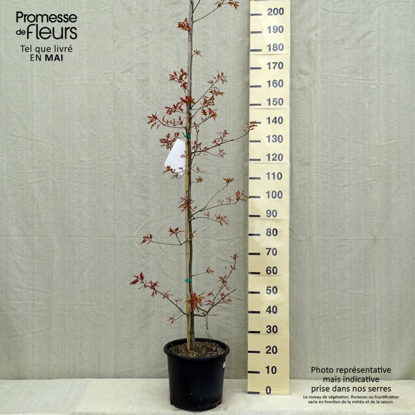 Quercus texana New Madrid - Quercia Vaso da 7,5L/10L esemplare consegnato in primavera