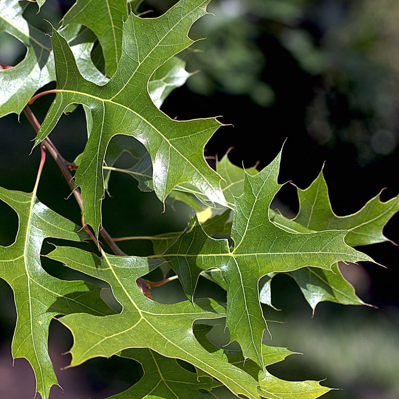 Quercia palustre - Quercus palustris (Fogliame)