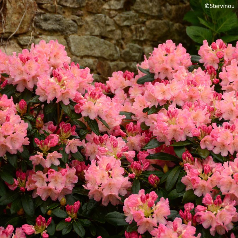 Rhododendron yakushimanum Percy Wiseman (Fioritura)