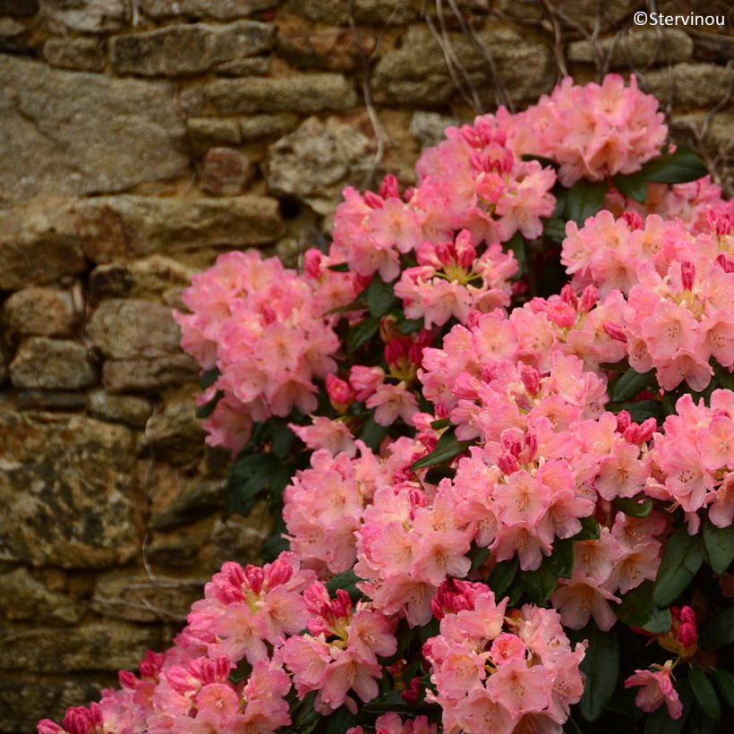 Rhododendron yakushimanum Percy Wiseman (Porto)