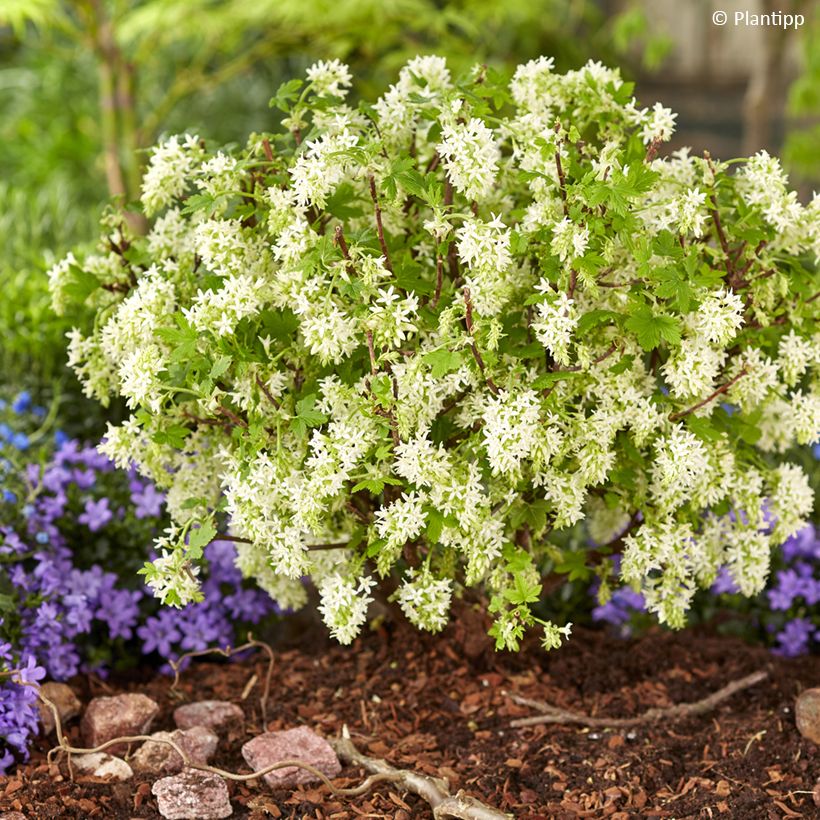 Ribes sanguigno Oregon Snowflake (Porto)