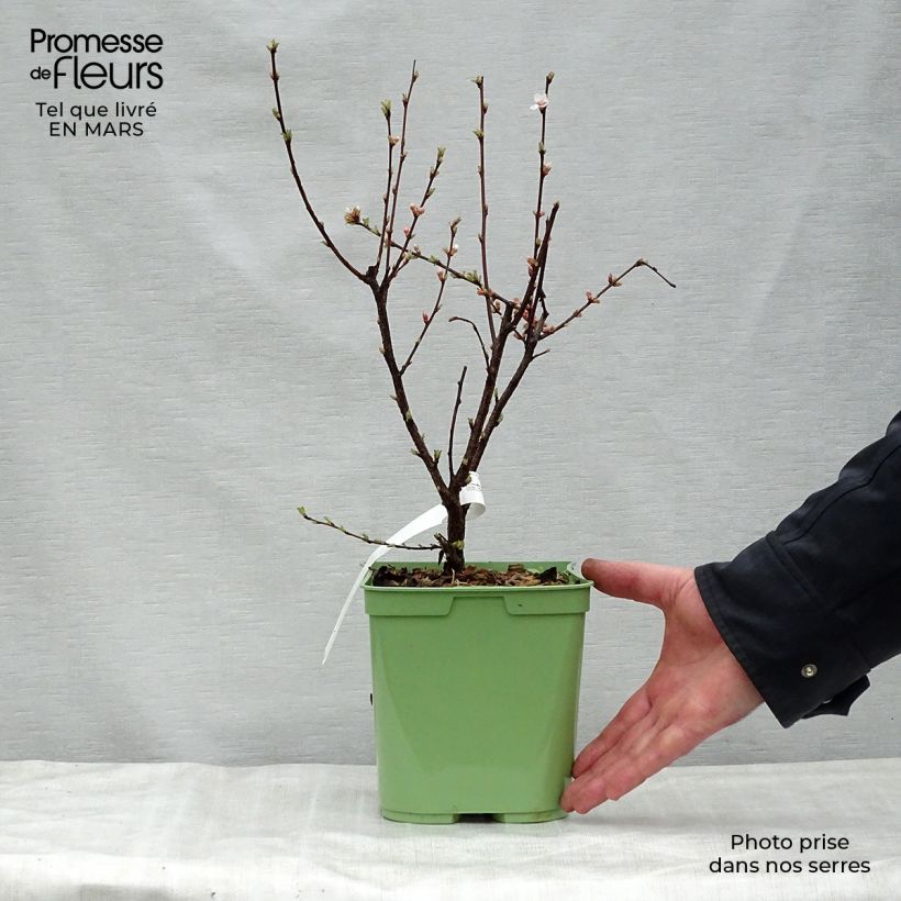 Prunus tomentosa - Ciliegio di Nanchino Vaso da 2L/3L esemplare consegnato in primavera