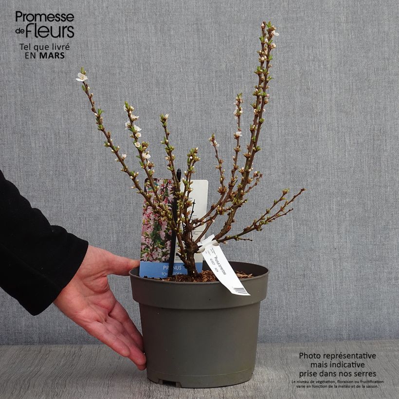 Prunus tomentosa - Ciliegio di Nanchino Vaso da 2L/3L esemplare consegnato in inverno