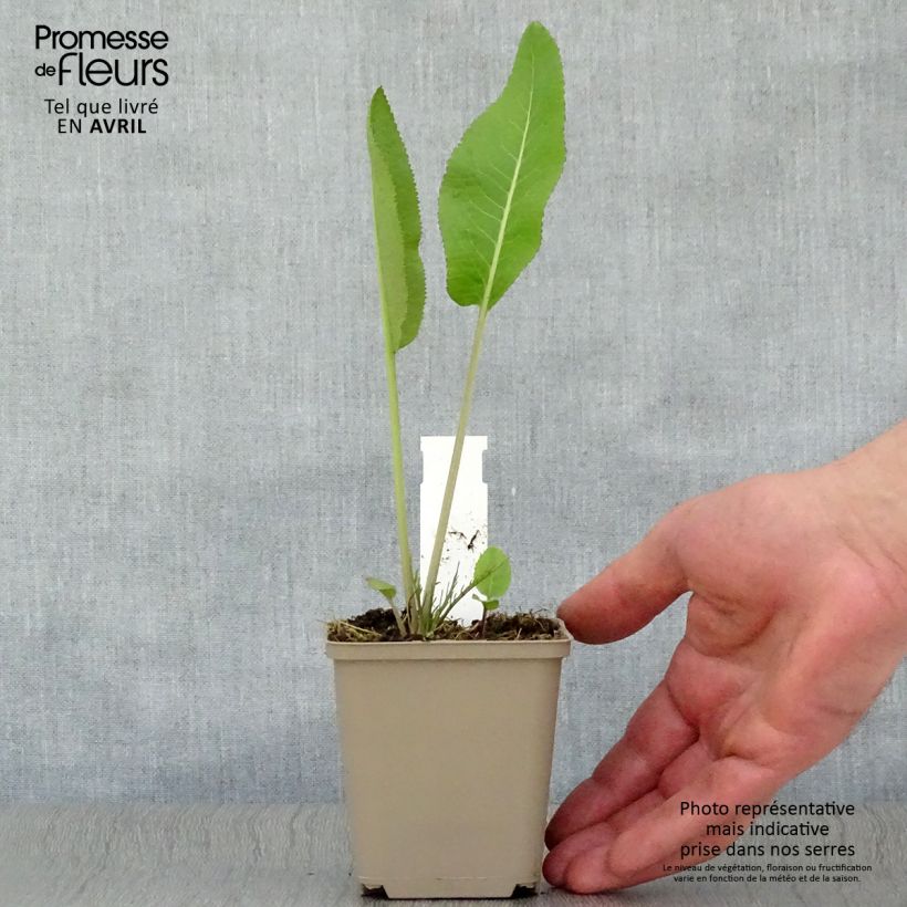 Armoracia rusticana (piante) - Cren Vasetto da 7/8 cm esemplare consegnato in primavera