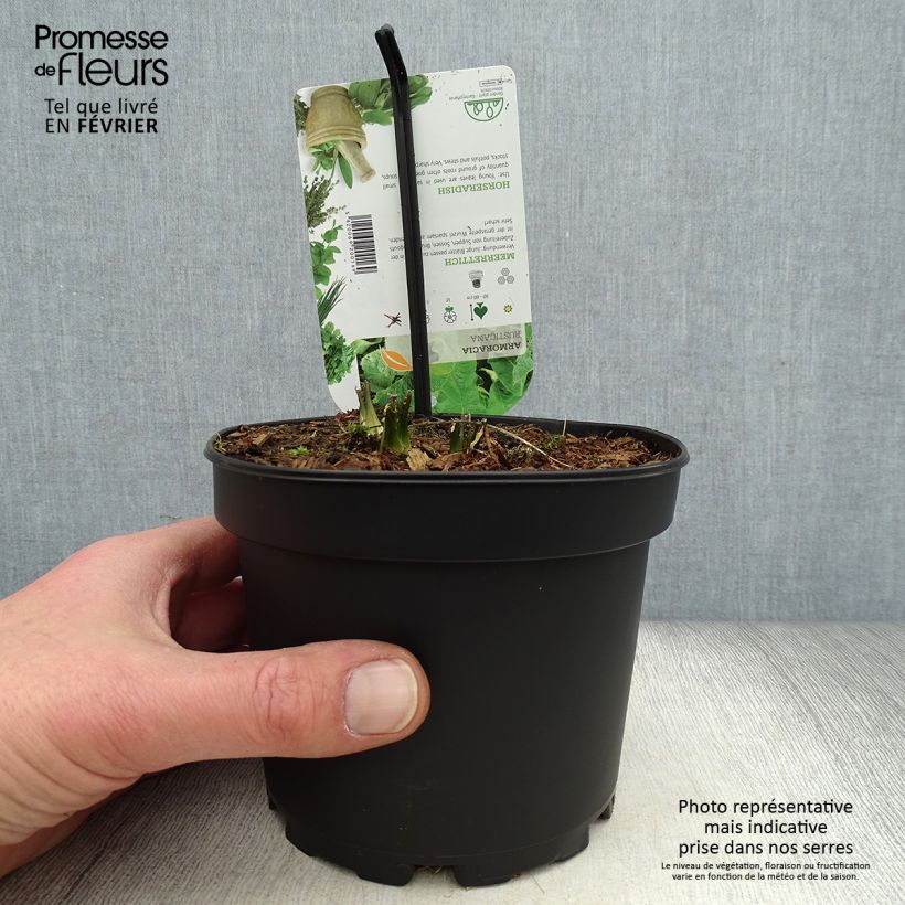 Armoracia rusticana (piante) - Cren Vaso da 1,5L/2L esemplare consegnato in inverno