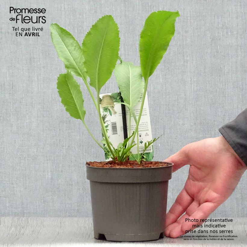 Armoracia rusticana (piante) - Cren Vaso da 1,5L/2L esemplare consegnato in primavera