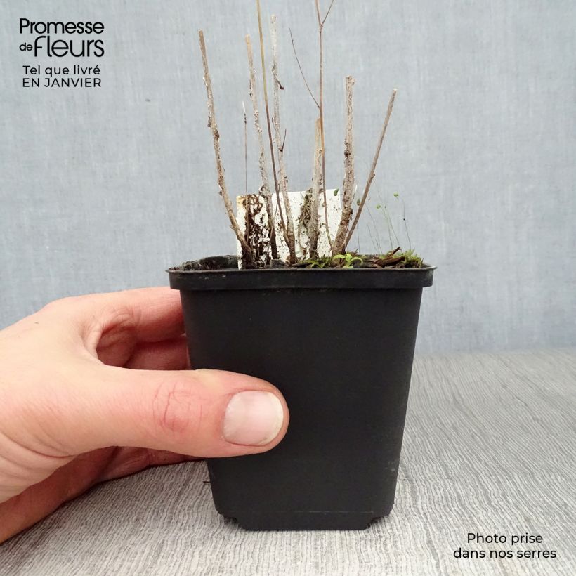 Campanula rapunculus - Campanula commestibile Vasetto da 7/8 cm esemplare consegnato in inverno