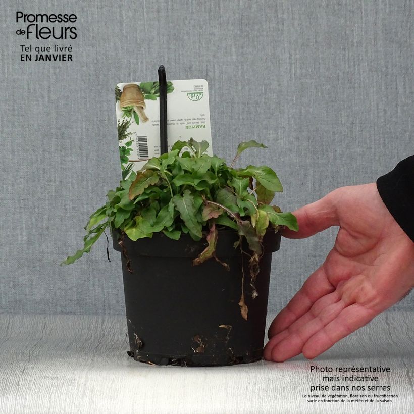 Campanula rapunculus - Campanula commestibile Vaso da 1,5L/2L esemplare consegnato in inverno