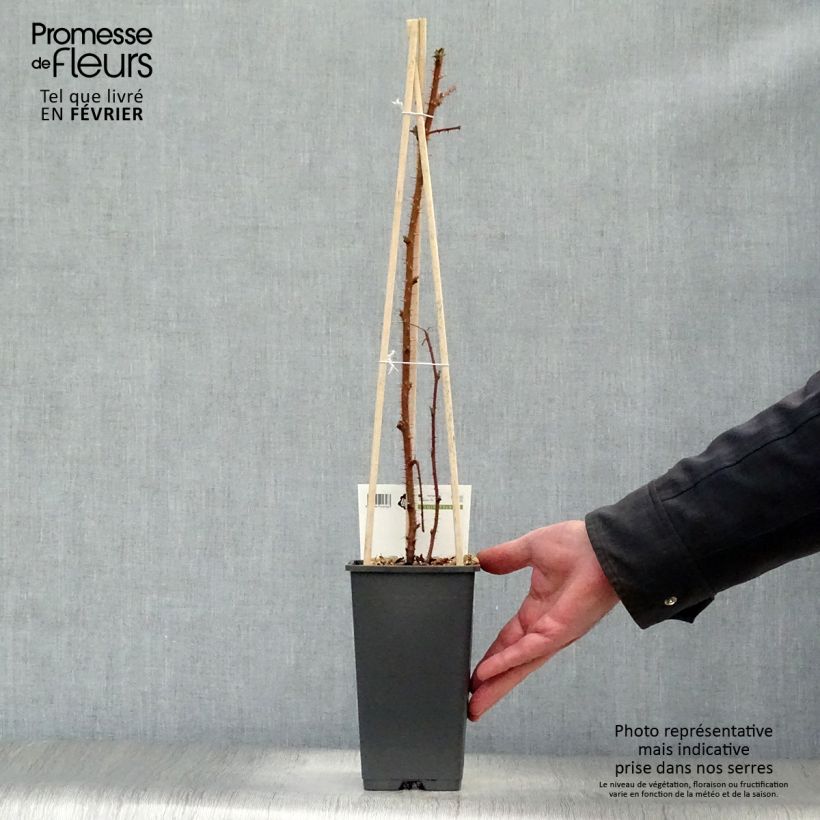 Rubus phoenicolasius Raisin du Japon - Lampone giapponese Vaso da 1,5L/2L, Multifusto esemplare consegnato in inverno