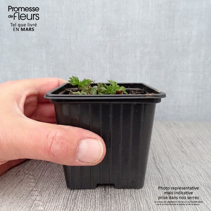 Ranunculus acris - Ranuncolo comune Vasetto da 7/8 cm esemplare consegnato in primavera