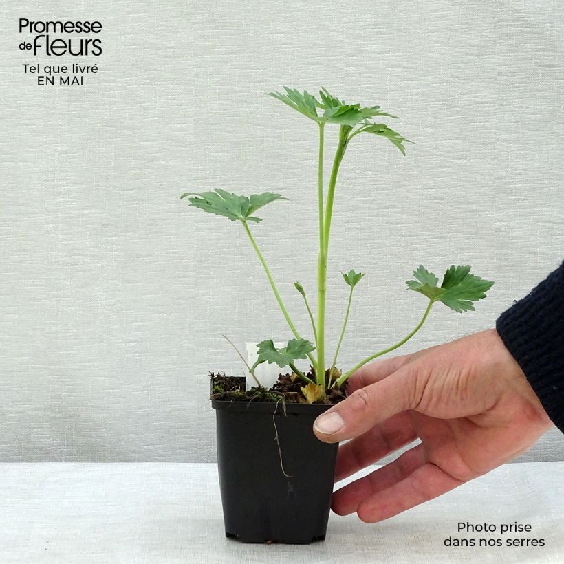 Ranunculus acris Multiplex - Ranuncolo doppio Vasetto da 8/9 cm esemplare consegnato in primavera