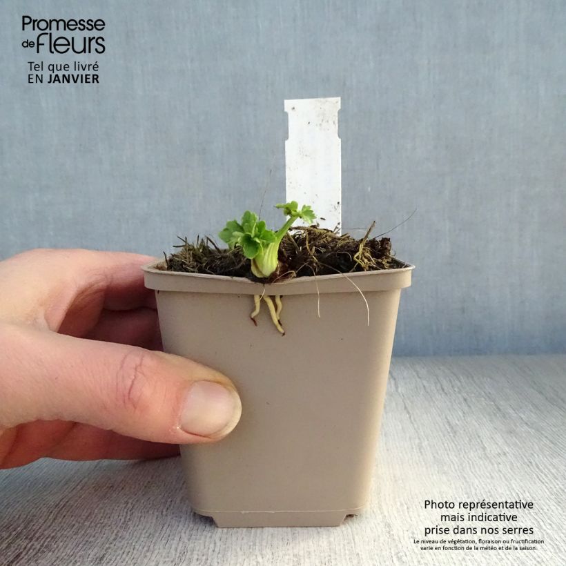 Ranunculus acris Multiplex - Ranuncolo doppio Vasetto da 8/9 cm esemplare consegnato in inverno