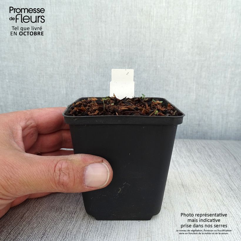 Esemplare di Ranuncolo favagello Collarette Vasetto da 8/9 cm come consegnato in autunno