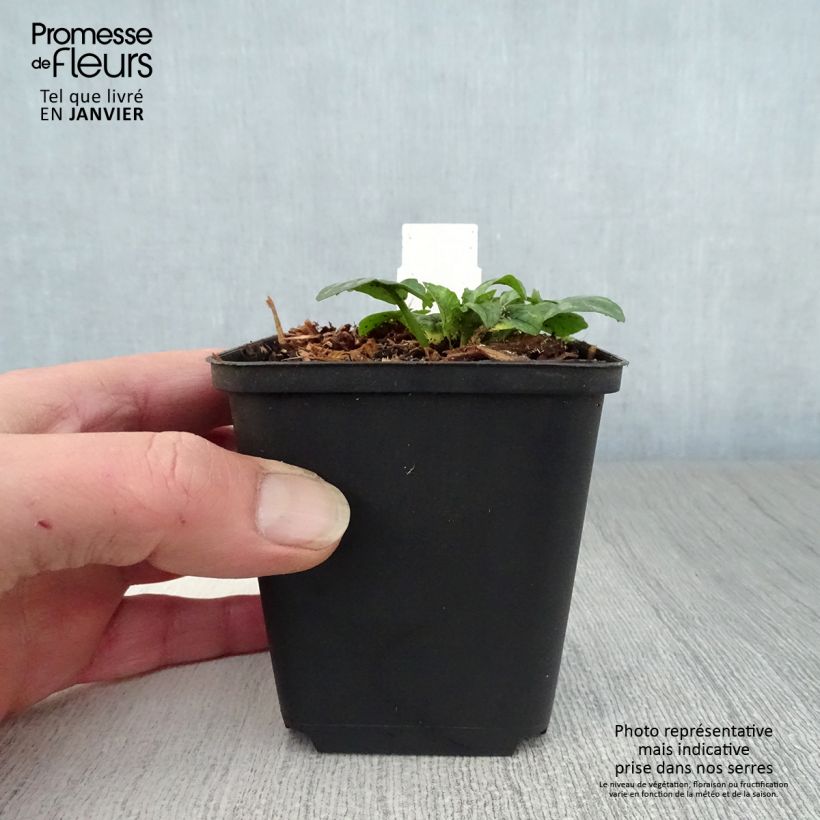 Ranuncolo favagello Collarette Vasetto da 8/9 cm esemplare consegnato in inverno