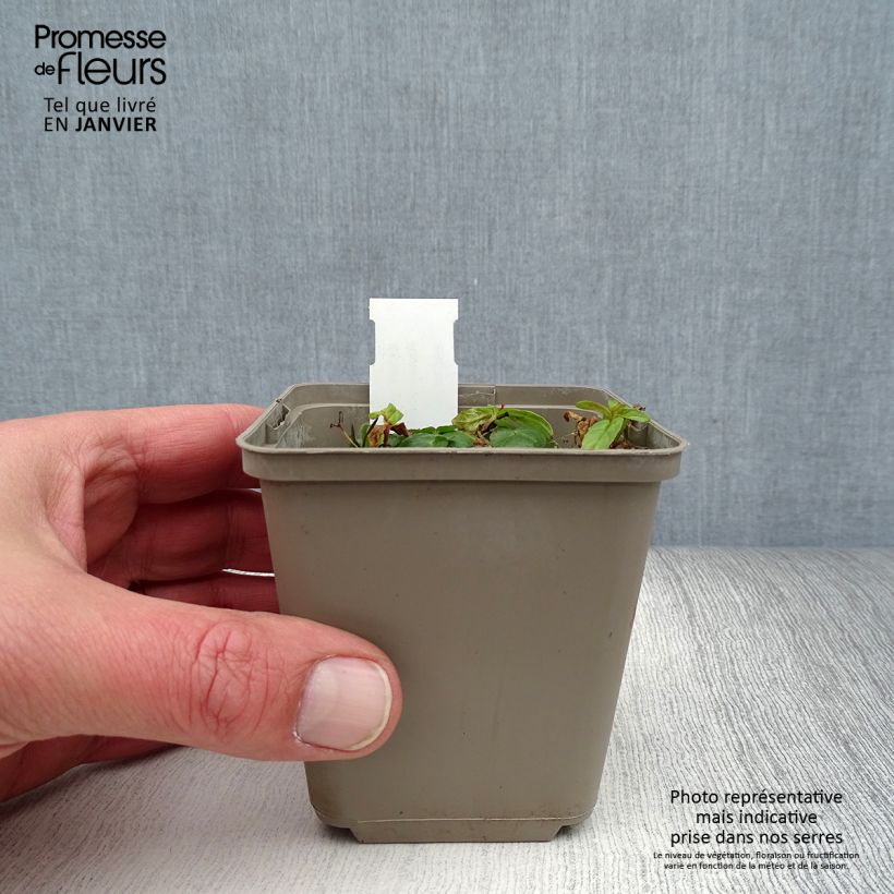 Ranuncolo favagello Flore Pleno Vasetto da 8/9 cm esemplare consegnato in inverno