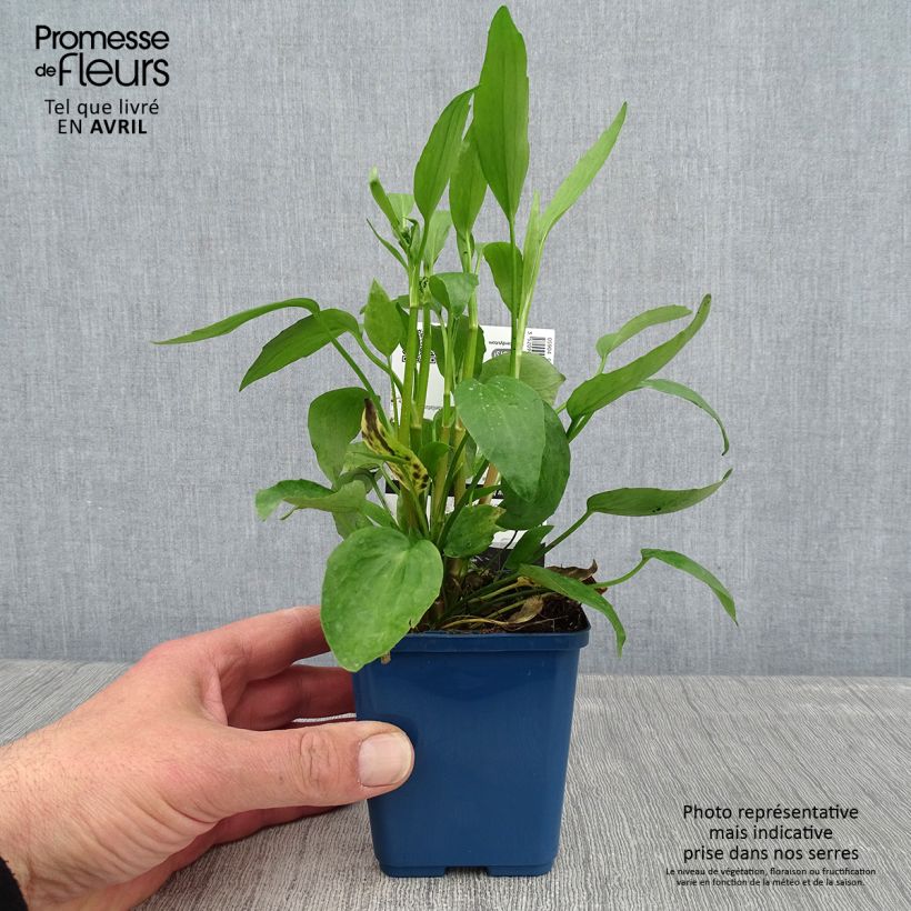 Ranunculus flammula - Ranuncolo delle passere Vasetto da 8/9 cm esemplare consegnato in primavera