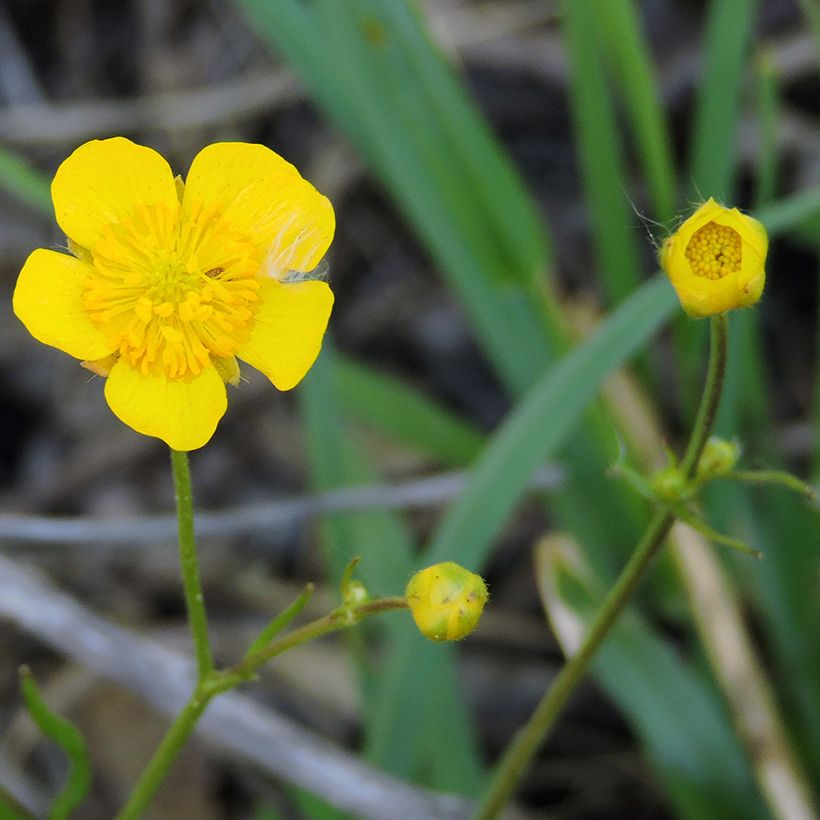 Ranunculus flammula - Ranuncolo delle passere (Fioritura)