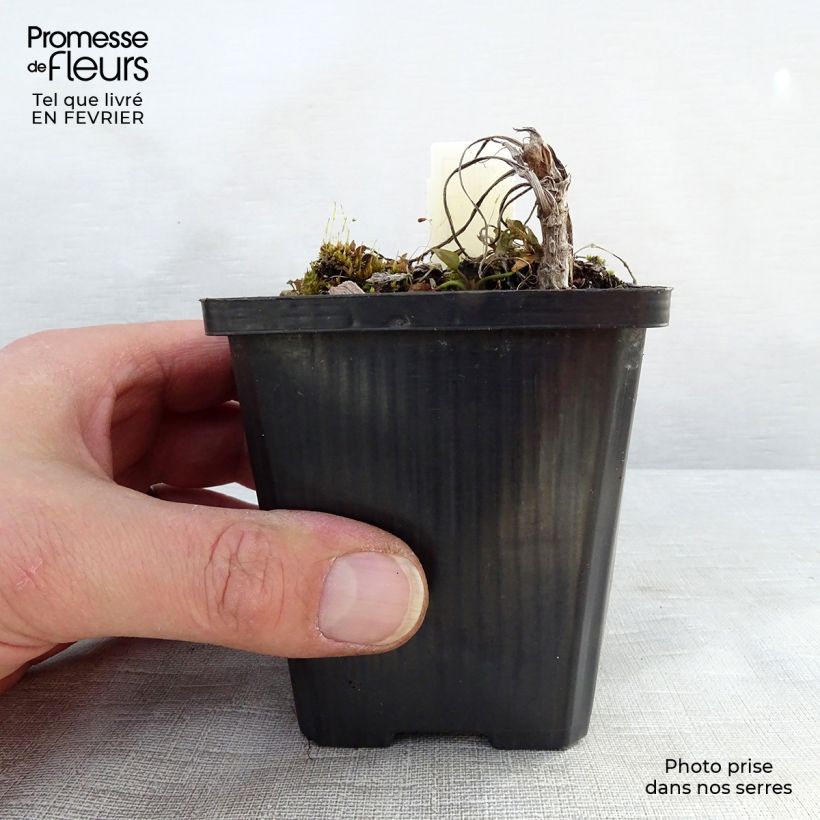 Ranunculus lingua - Ranuncolo delle canne Vasetto da 8/9 cm esemplare consegnato in inverno