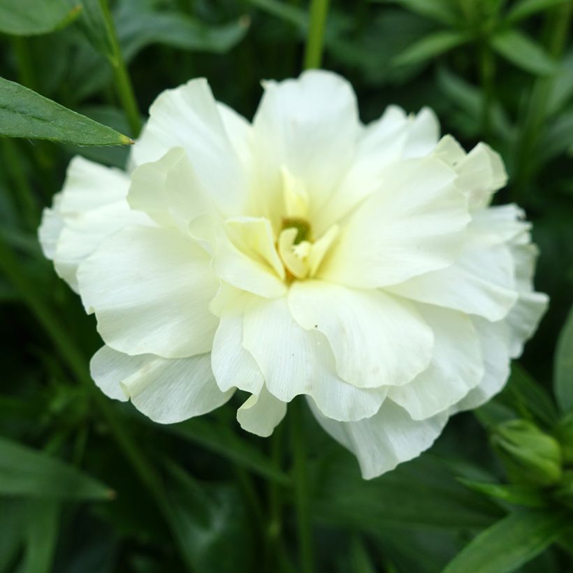 Ranuncolo asiatico Butterfly Graces – Ranunculus asiaticus (Fioritura)