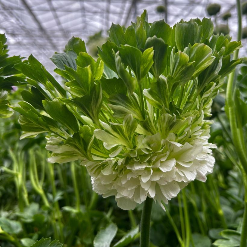 Ranuncolo asiatico Crown Giverny – Ranunculus asiaticus (Fioritura)