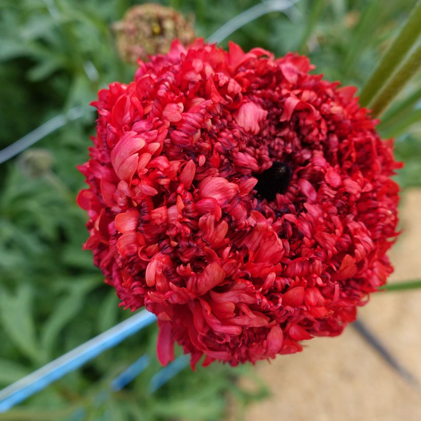 Ranuncolo asiatico Poodle Chaouen II – Ranunculus asiaticus (Fioritura)