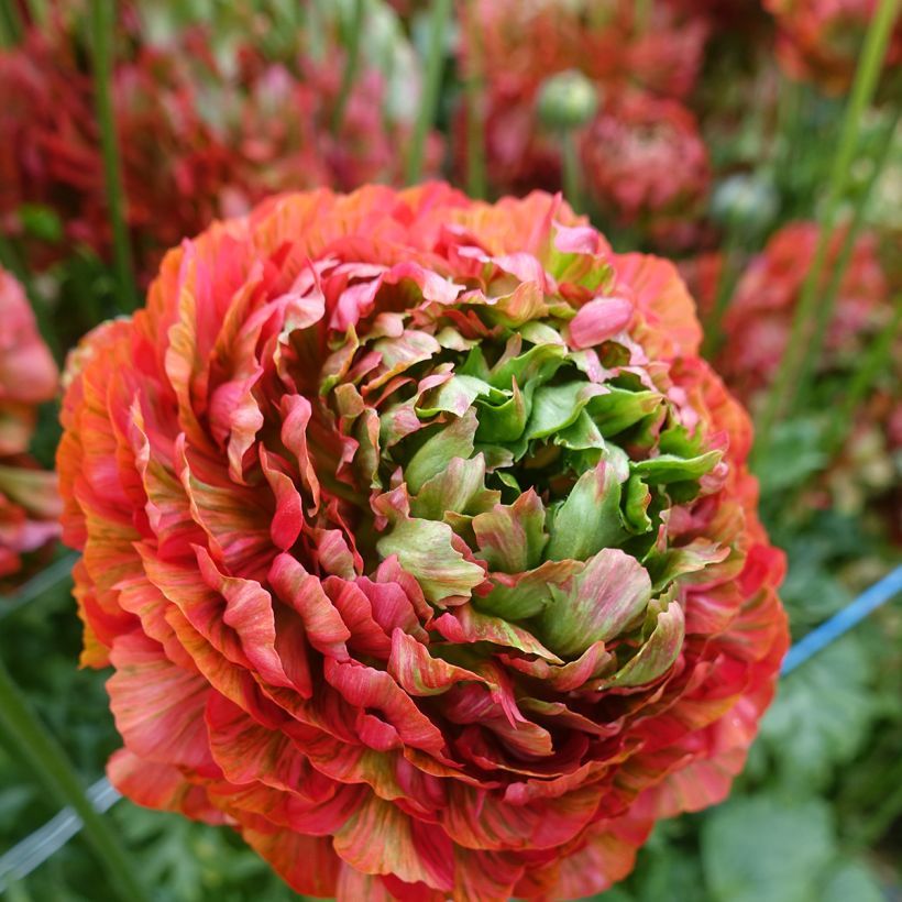 Ranuncolo asiatico Crown Bastille – Ranunculus asiaticus (Fioritura)