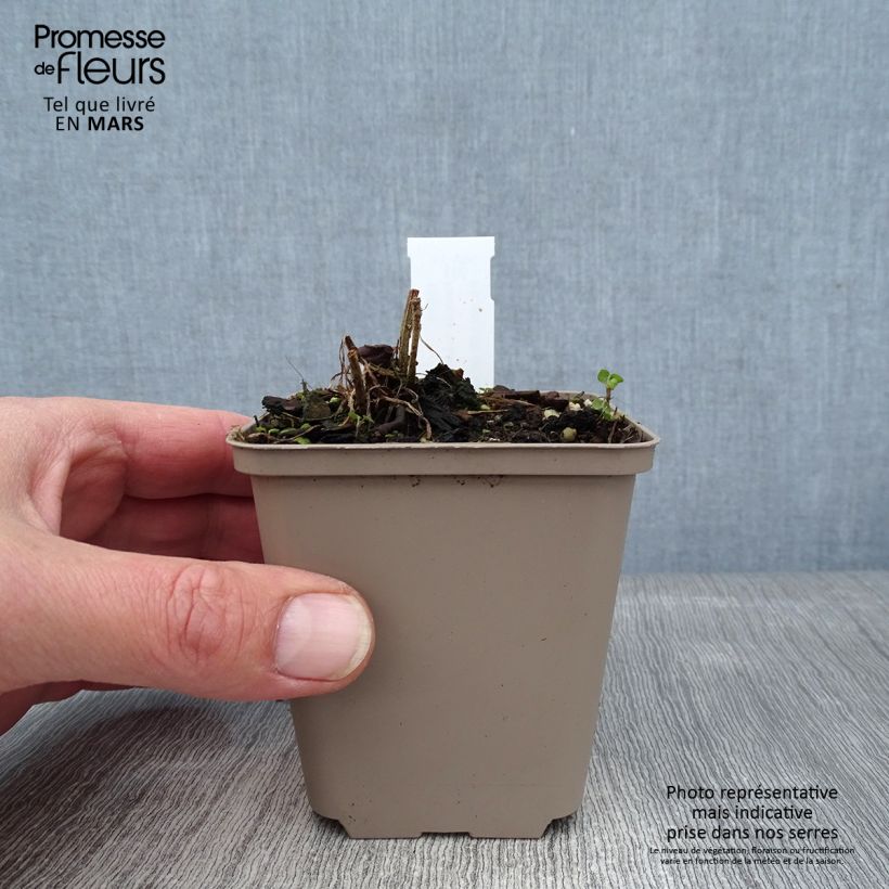 Ratibida columnifera Pulcherrima - Cappello messicano Vasetto da 8/9 cm esemplare consegnato in inverno