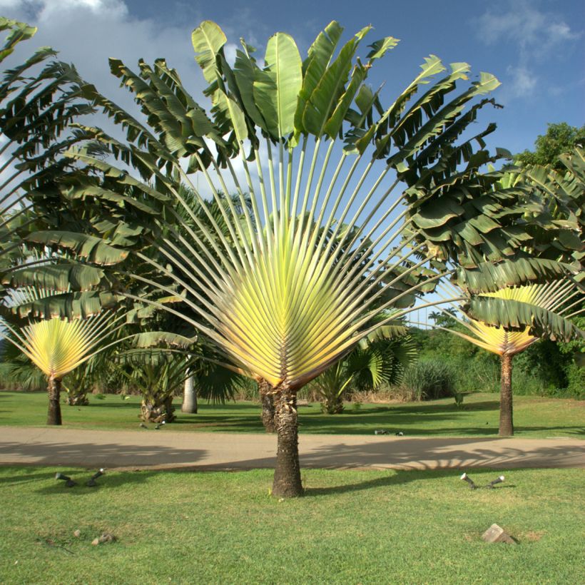 Ravenala madagascariensis (semi) - Palma del viaggiatore (Porto)