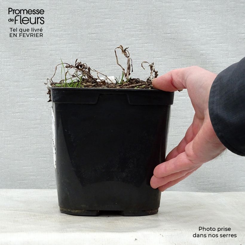 Rehmannia henryi Vaso da 2L/3L esemplare consegnato in inverno