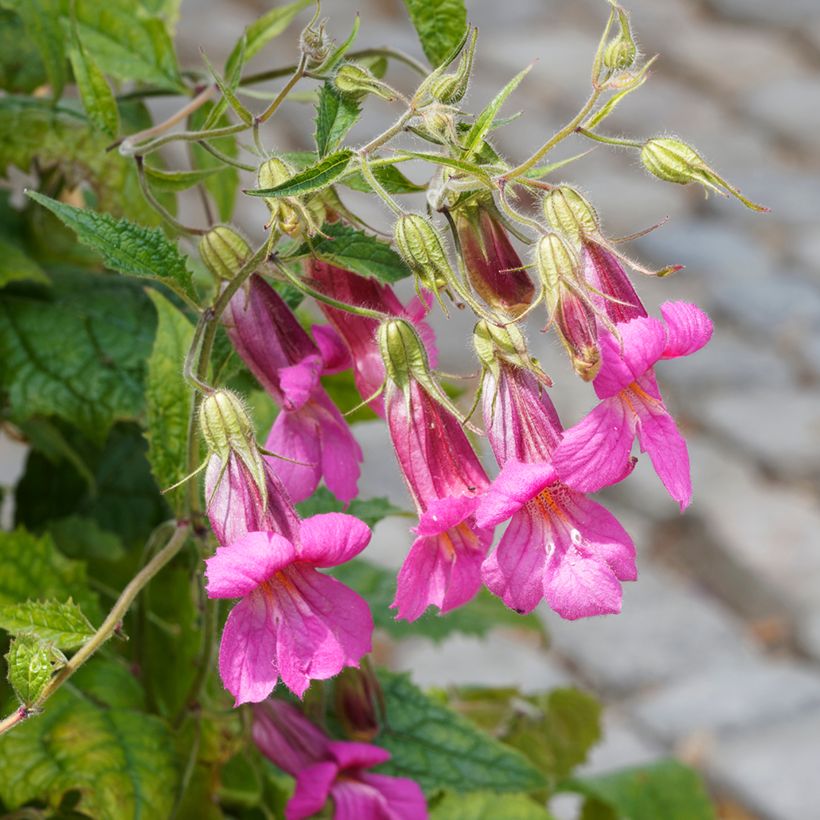 Rehmannia elata (Fioritura)