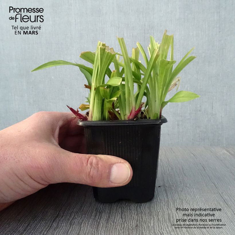 Reineckea carnea Vasetto da 8/9 cm esemplare consegnato in primavera