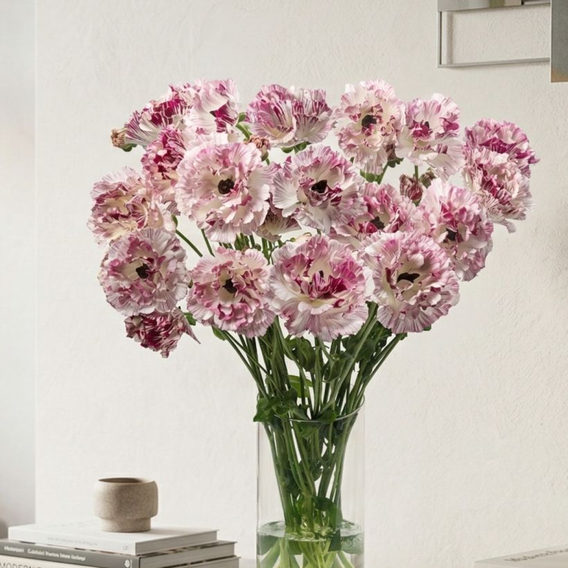 Ranuncolo asiatico Brushmark Cesar – Ranunculus asiaticus (Porto)
