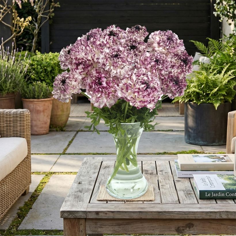 Ranuncolo asiatico Brushmark Seti – Ranunculus asiaticus (Porto)