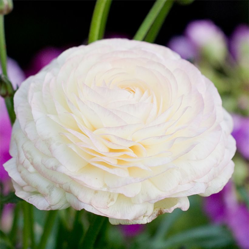 Ranuncolo asiatico White (Fioritura)