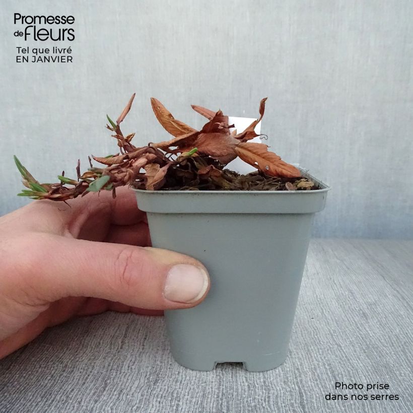 Persicaria affinis Darjeeling Red Vasetto da 8/9 cm esemplare consegnato in inverno