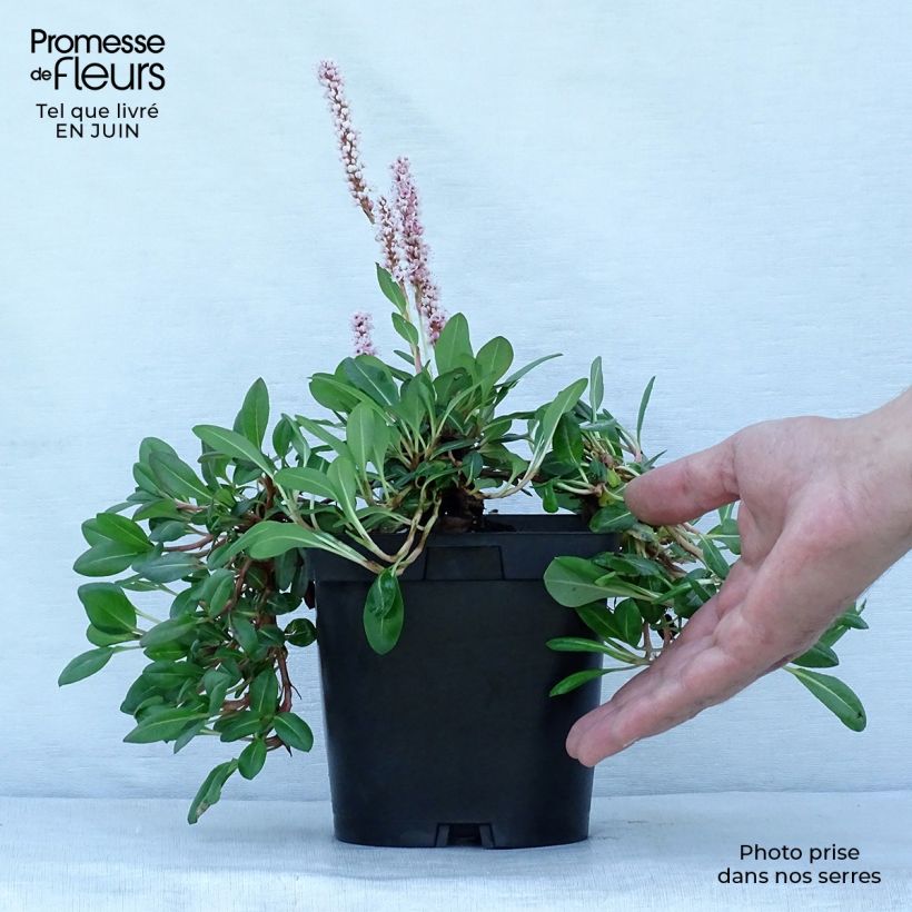 Esemplare di Persicaria affinis Darjeeling Red Vaso da 2L/3L consegnato in estate