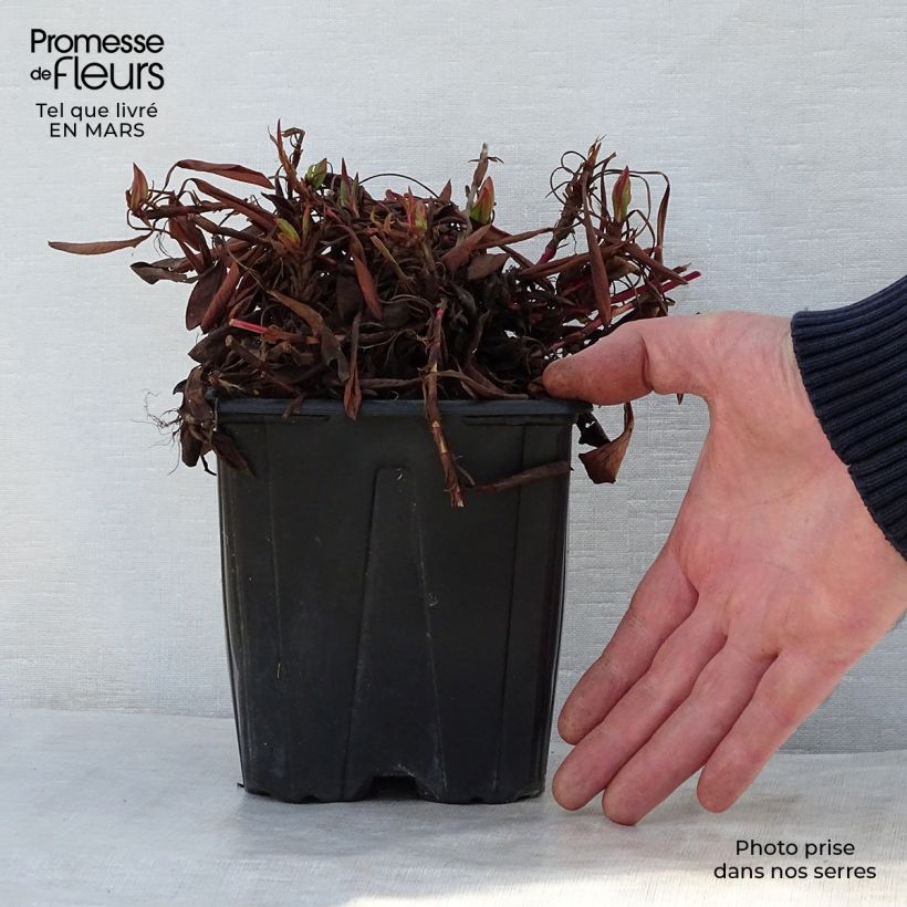 Persicaria affinis Darjeeling Red Vaso da 2L/3L esemplare consegnato in primavera