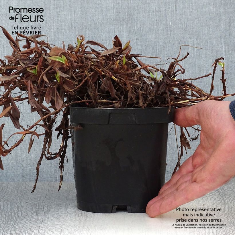 Persicaria affinis Darjeeling Red Vaso da 2L/3L esemplare consegnato in inverno