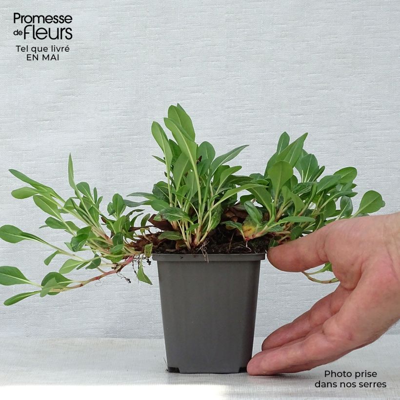 Persicaria affinis Darjeeling Red Vasetto da 8/9 cm esemplare consegnato in primavera