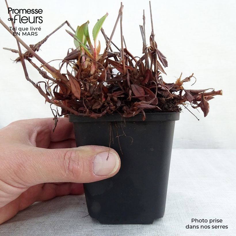 Persicaria affinis Donald Lowndes Vasetto da 8/9 cm esemplare consegnato in inverno