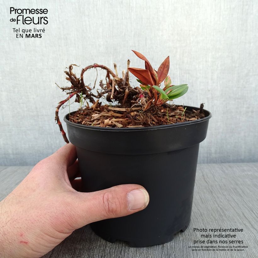 Persicaria affinis Donald Lowndes Vaso da 2L/3L esemplare consegnato in inverno