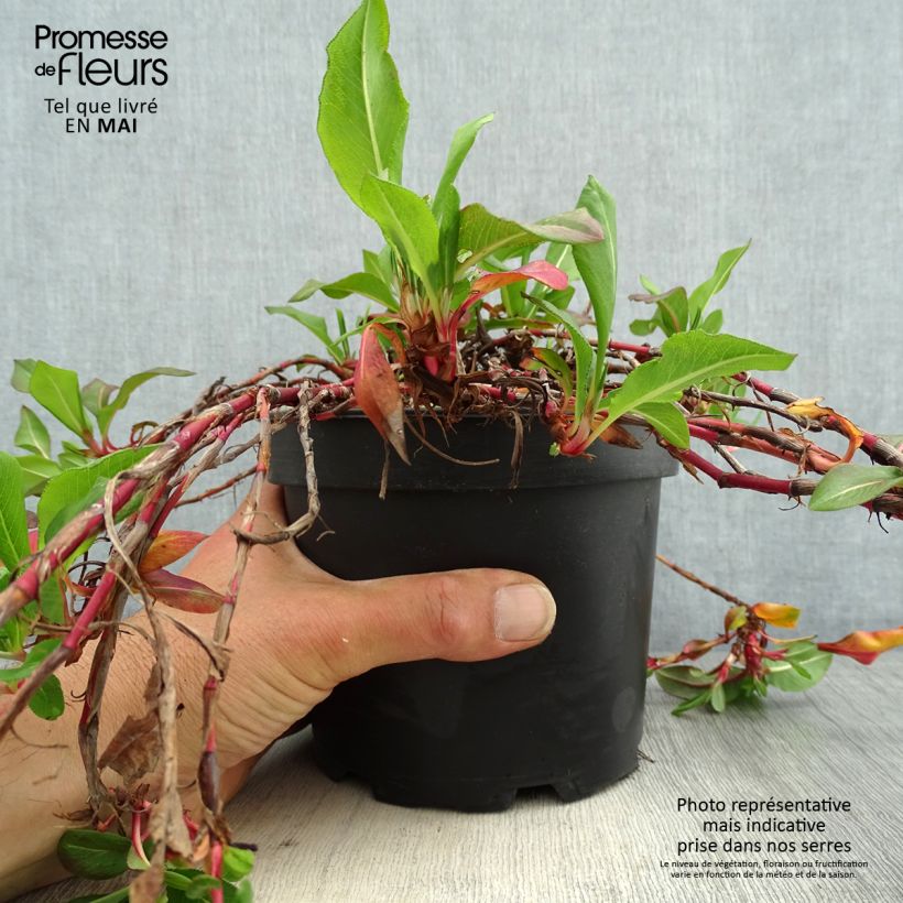 Persicaria affinis Donald Lowndes Vaso da 2L/3L esemplare consegnato in primavera