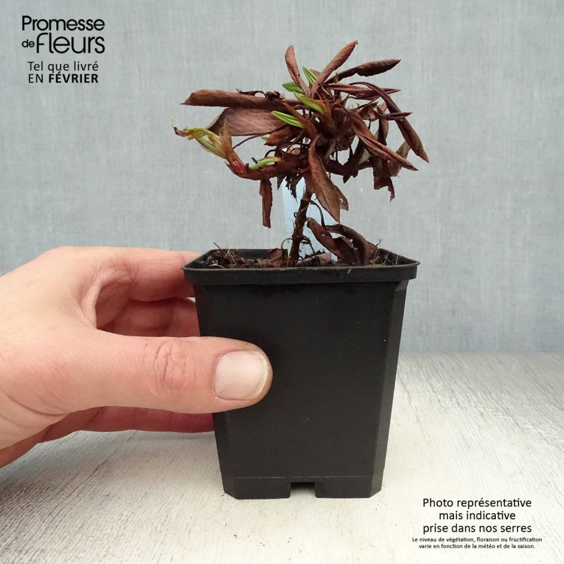 Persicaria affinis Kabouter Vasetto da 8/9 cm esemplare consegnato in inverno