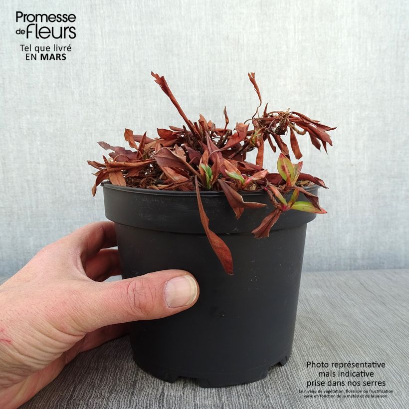 Persicaria affinis Kabouter Vaso da 2L/3L esemplare consegnato in inverno