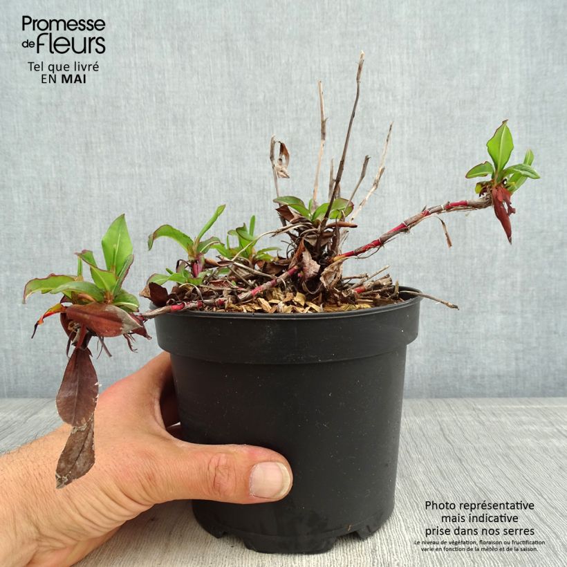 Persicaria affinis Kabouter Vaso da 2L/3L esemplare consegnato in primavera